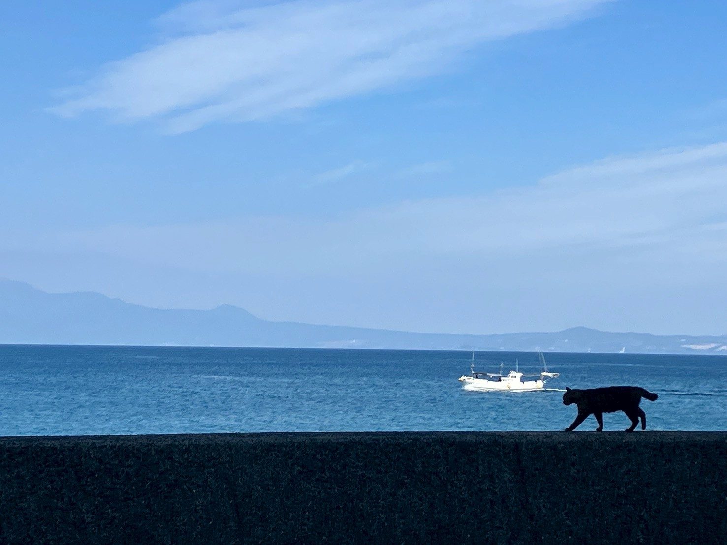 会場前の海と猫